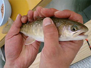 ���֒�Œނ���y����