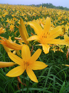 ���֒�Ńn�C�L���O�����̂������I