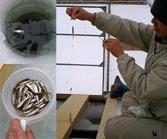 ���ނ�i���J�T�M�ނ�j