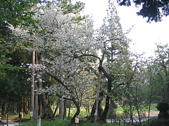 磐椅神社(いわはし神社)