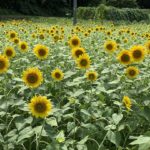 湖南町赤津のひまわり