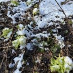 雪が降っても元気なフキノトウ(裏磐梯五色沼)