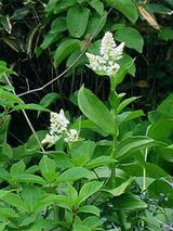 デココバイケイソウ一株