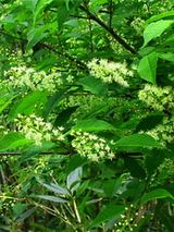 ウワミヅザクラ