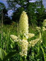 コバイケイソウの花