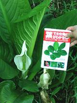 デコのおっきな水芭蕉