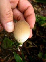 まんじゅうキノコ