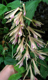 カレワラのサイハイラン