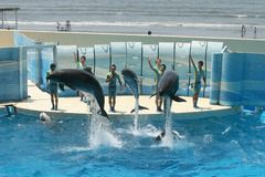 新江ノ島水族館　クジラ＆イルカショー