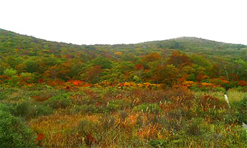 051010金沢峠斜面