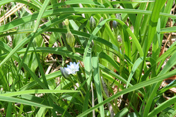 雄国沼の花　タテヤマリンドウ