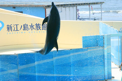 新江ノ島水族館　クジラ＆イルカショー