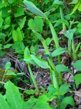 アマドコロの芽です