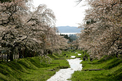 観音寺川の桜１