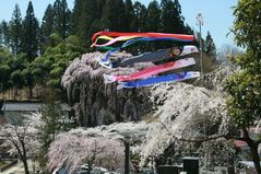 滝桜４月２５日