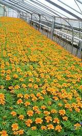 遠藤さんちのマリーゴールド、生産中っ