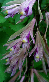 サイハイランアップ