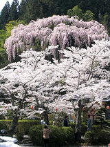 三春福聚寺のさくら