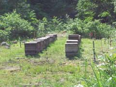 養蜂箱を発見