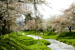 観音寺川の桜２