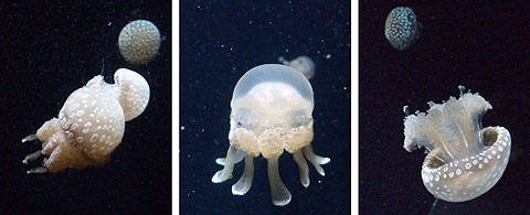 クラゲたち