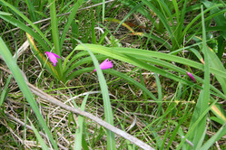 雄国沼の花　サワラン