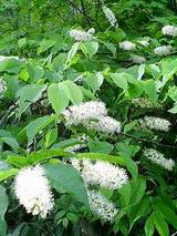 ウワミズザクラ１