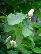 ほおの木の花１