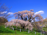050425昨日の滝桜.jpg