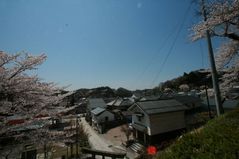 滝桜４月２５日