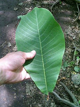 ほおの木の葉っぱ