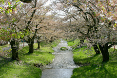 観音寺川の桜３