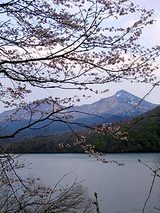 050509桜と磐梯山.jpg