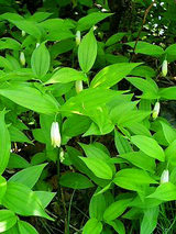 ホウチャクソウ