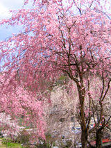 三春町歴史民族資料館の桜
