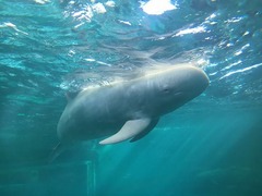 白いハナゴンドウクジラ
