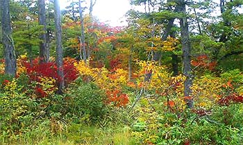 051005デコ平湿原