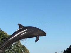クジラのジャンプ！