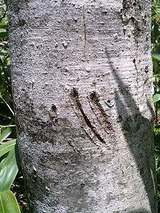 コシアブラに残った爪痕