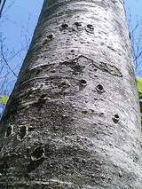 コシアブラに残った爪痕２