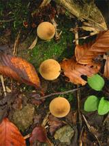 ならんでまんじゅうキノコ