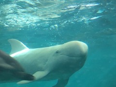 白いハナゴンドウクジラ