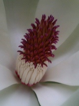 ほおの木の雌しべ雄しべ