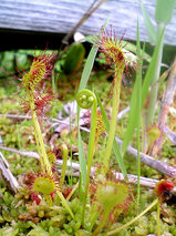 超接写モウセンゴケ