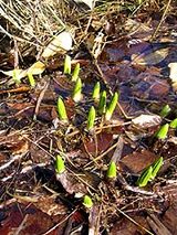 水芭蕉のつぼみ