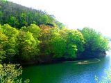 裏磐梯小野川湖の新緑