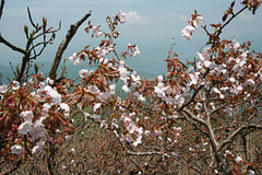 磐梯山桜２