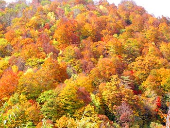 猫魔R459付近の紅葉