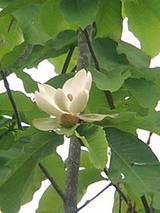 ほおの木の花２