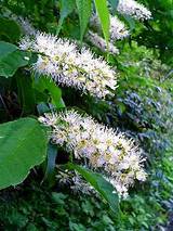 ウワミズザクラ２